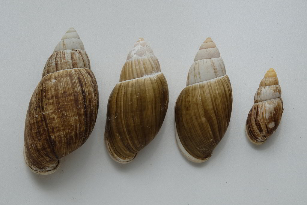 Placostylus Fibratus Souvillei (Morelet 1857) & Placostylus Fibratus Fibratus (Martyn 1784) Fibrat12