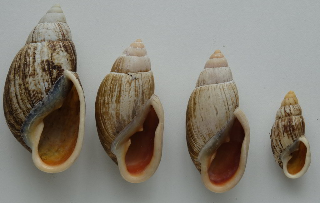 Placostylus Fibratus Souvillei (Morelet 1857) & Placostylus Fibratus Fibratus (Martyn 1784) Fibrat13