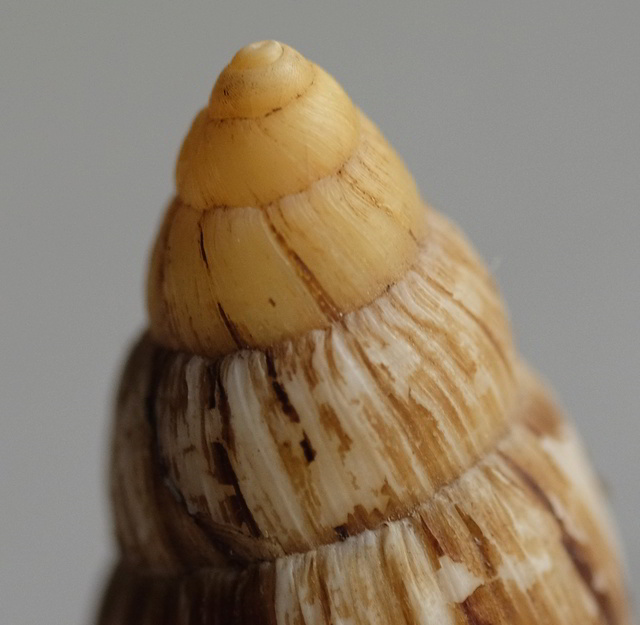 Placostylus Fibratus Souvillei (Morelet 1857) & Placostylus Fibratus Fibratus (Martyn 1784) Fibrat19