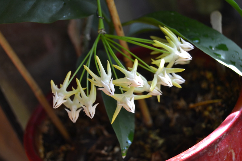 Hoya multiflora   Hoya_m10