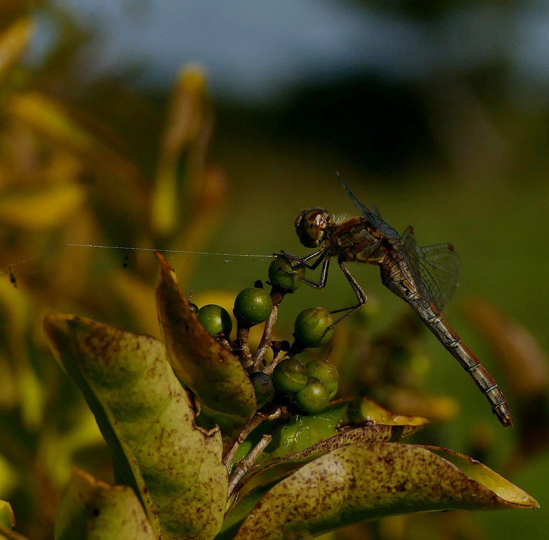 [Sympetrum striolatum] Striés d'automne P1550010