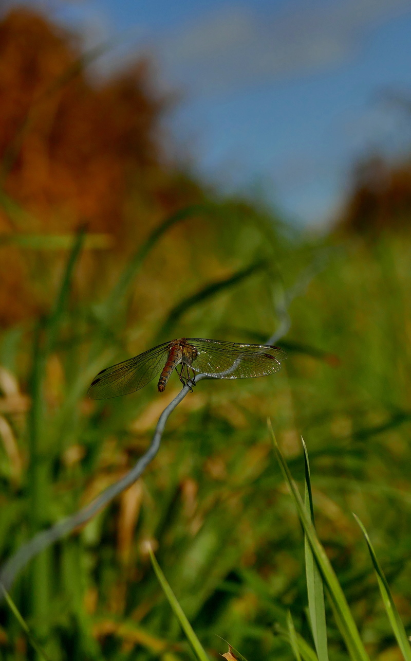 [Sympetrum striolatum] Striés d'automne P1550012