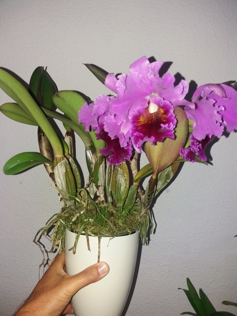 Cattleya Holdenii et Cattleya hybride Chris-13