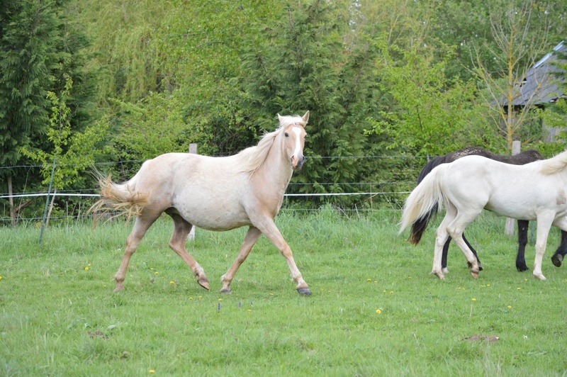 Les chevaux Dorélia  - Page 35 31682311