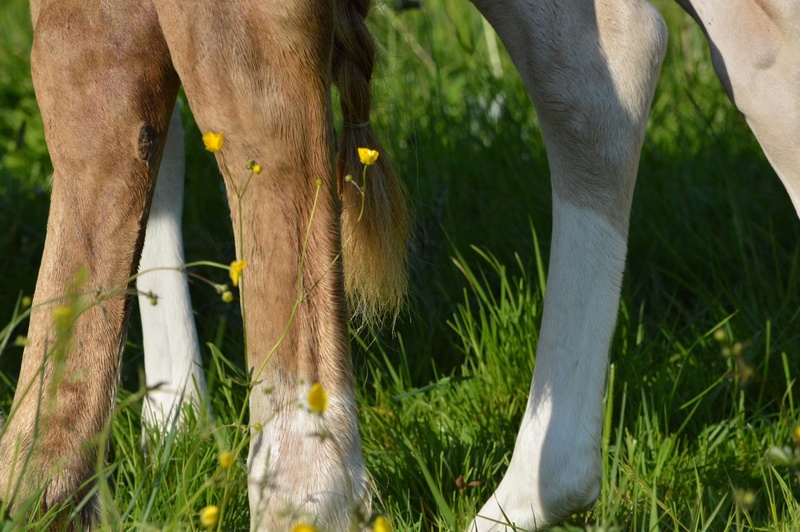 Les chevaux Dorélia  - Page 35 33303010