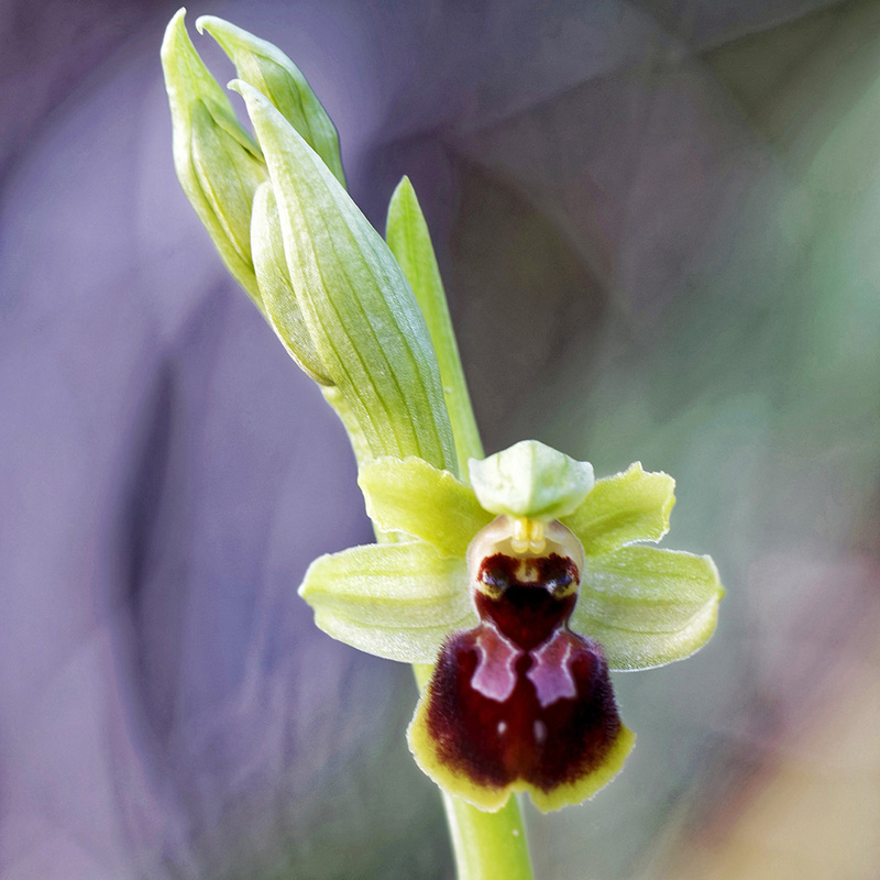 Ophrys sphegodes? 18032510