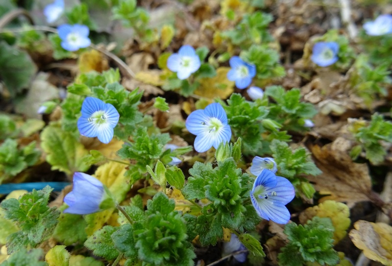 Savoie, petites fleurs des champs... Fleurs16