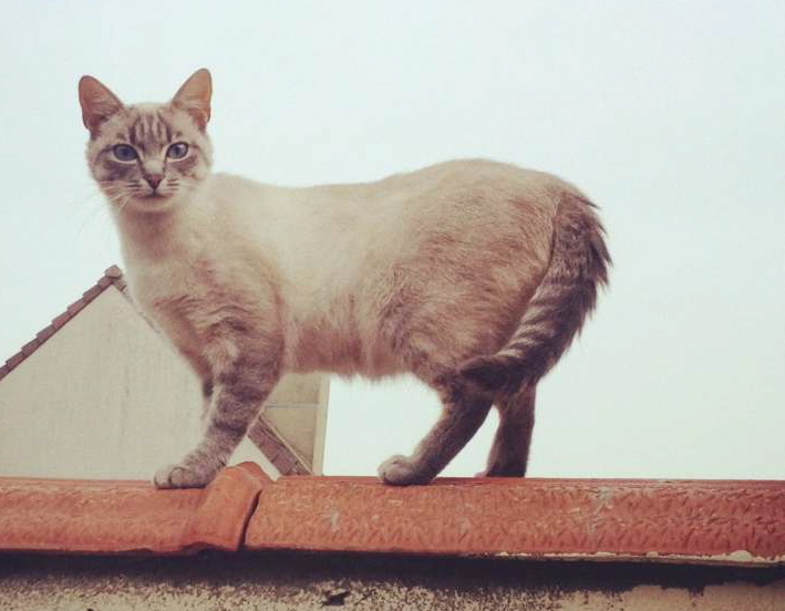 Photos des chats sauvés, avant/après Cassy110