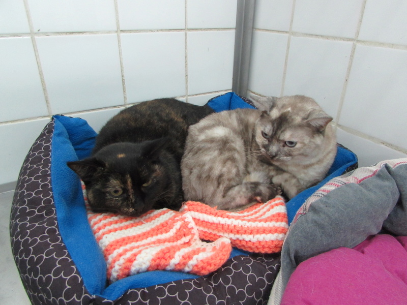FRIPOUNETTE 03025