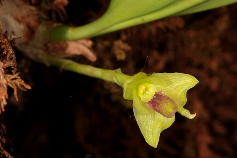 Bulbophyllum macrocarpum, la vie en jaune 0351110