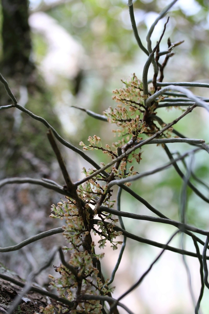 Microcoelia aphylla: l'orchidée racine. Img_1243