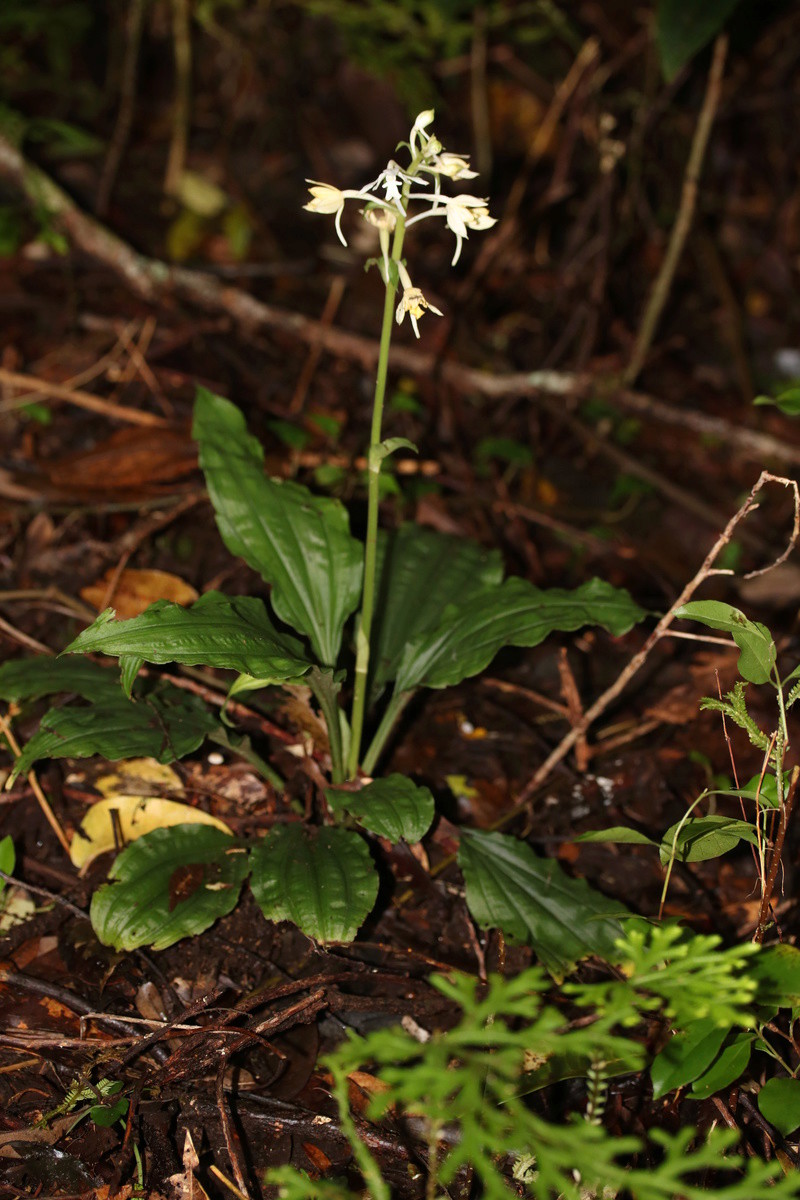 Calanthe candidat: la blanche Img_1425