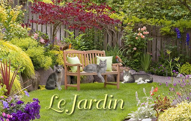 ► Forum : Le JARDIN Jardin14