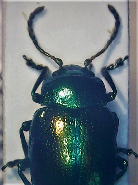 Chrysolina fastuosa 20171110