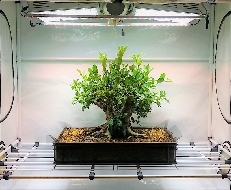 Indoor Bonsai under LED lights. - Page 18 20181110