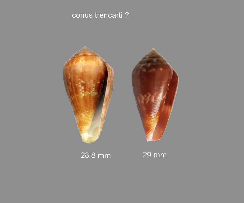 Conus (Lautoconus) trencarti  Nolf & Verstraeten, 2008 - Page 2 Conus_12
