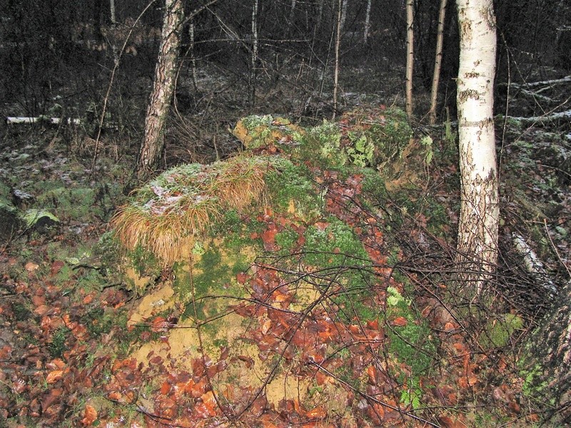 Forêt Domaniale de Souché-Thaon 310