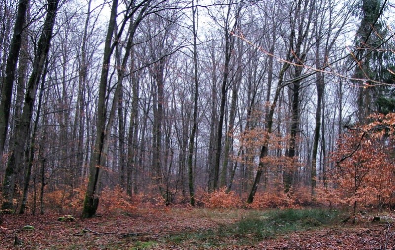Forêt Domaniale de Souché-Thaon 911