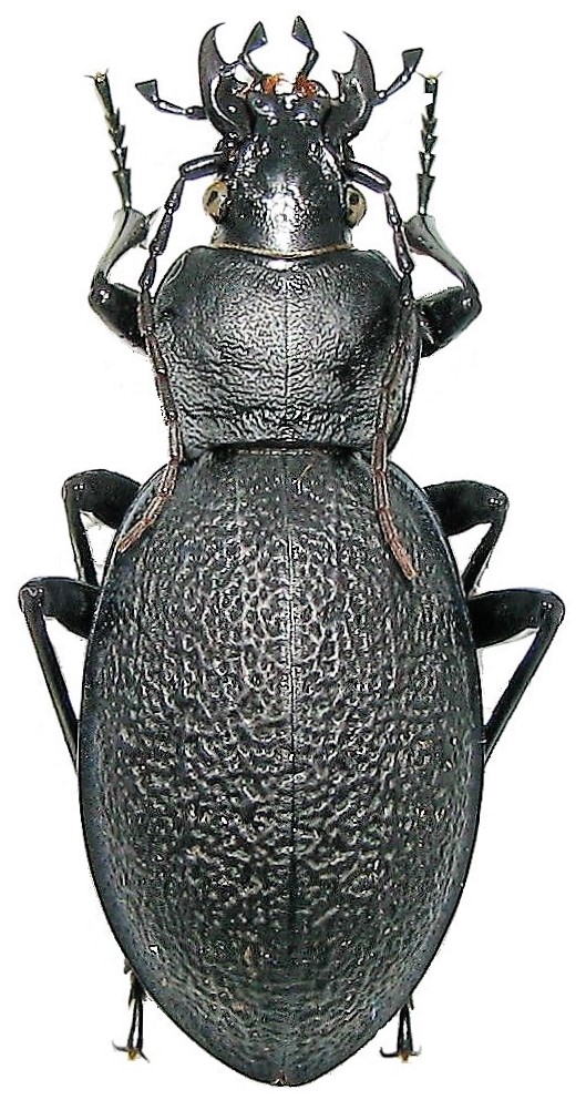 Carabus (Procrustes) coriaceus LINNAEUS 1758 Coriac11