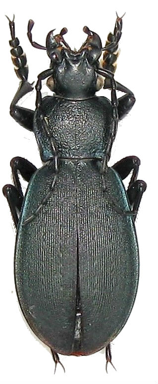 Carabus (Pachycarabus) koenigi GANGLBAUER 1886 Img_0027
