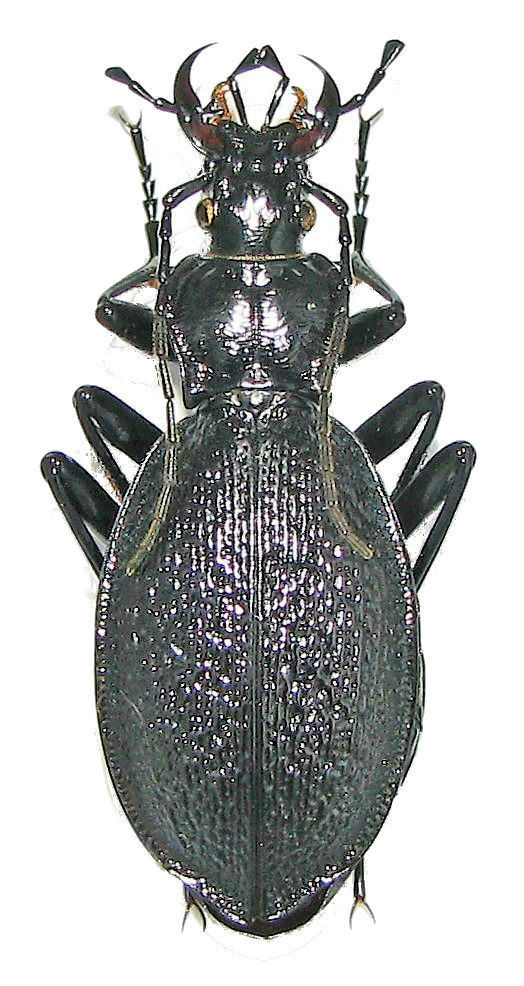C. Chaetocarabus arcadicus ssp. merlini S. 1861 Img_0028
