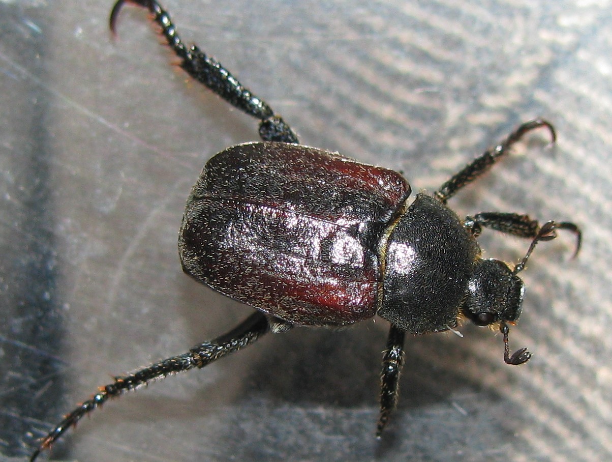 COLEOPTERA SCARABEIDAE Img_0112