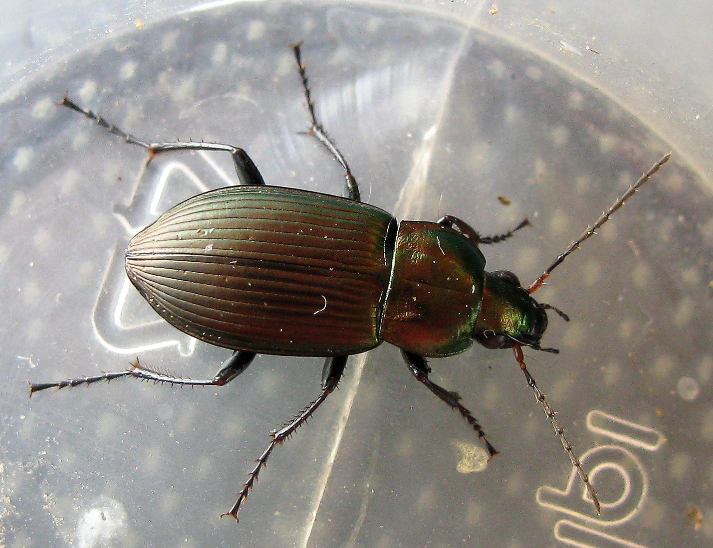 COLEOPTERRA CARABIDAE Poecil10