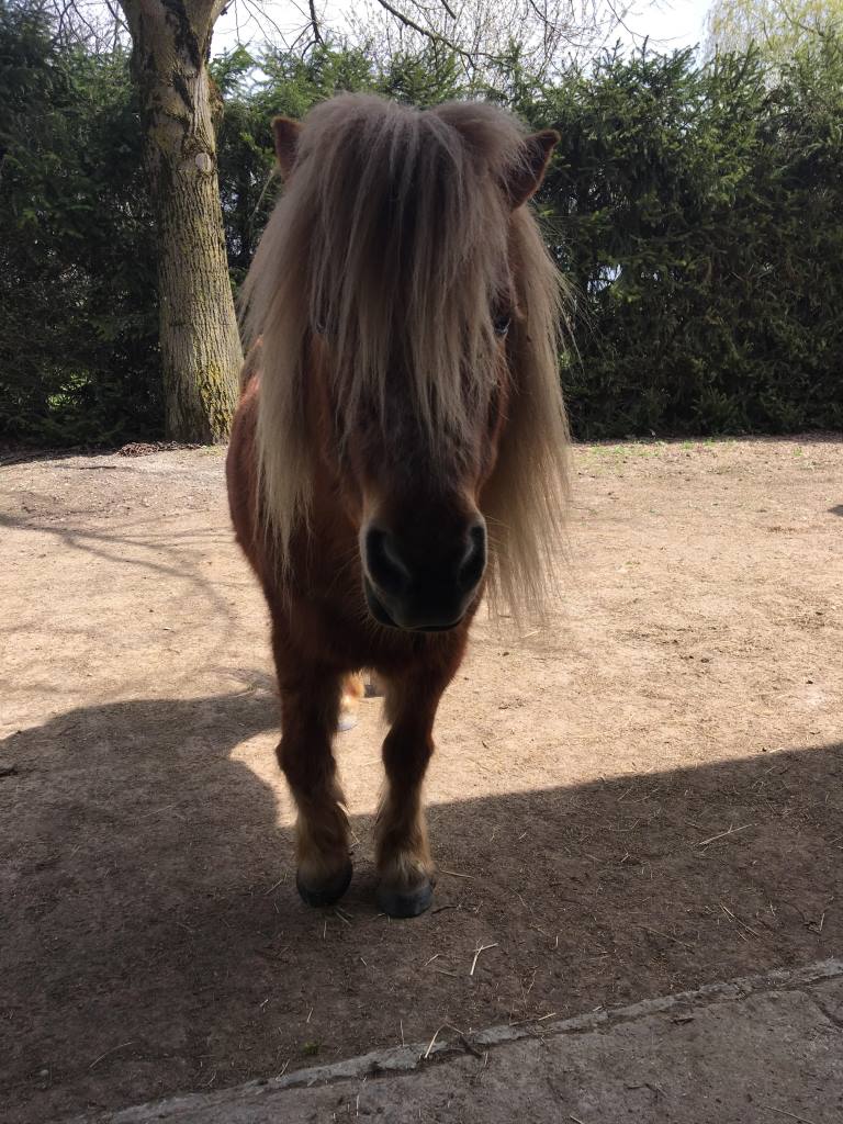 MYOSOTIS - ONC Poney née en 2000 - adoptée en mai 2018 par Alicia 314