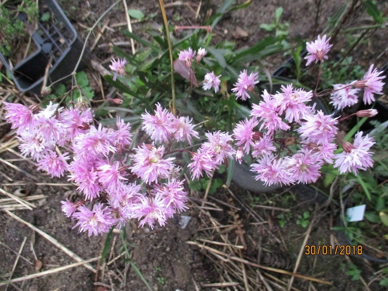  Lychnis Petite Jenny :  Oeillet des prés Janvie48