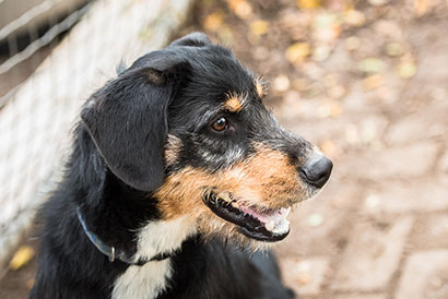 MALKO - x griffon 1 an - Spa de Mulhouse (68) - adopté par basile_one Img_2710