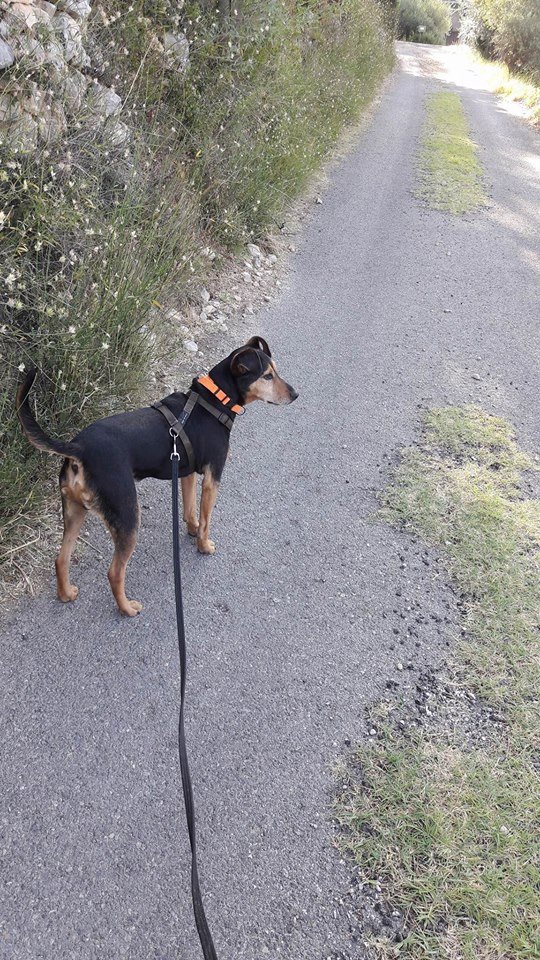  SIMBA, Jagd terrier de 6 ans (83) Simba012