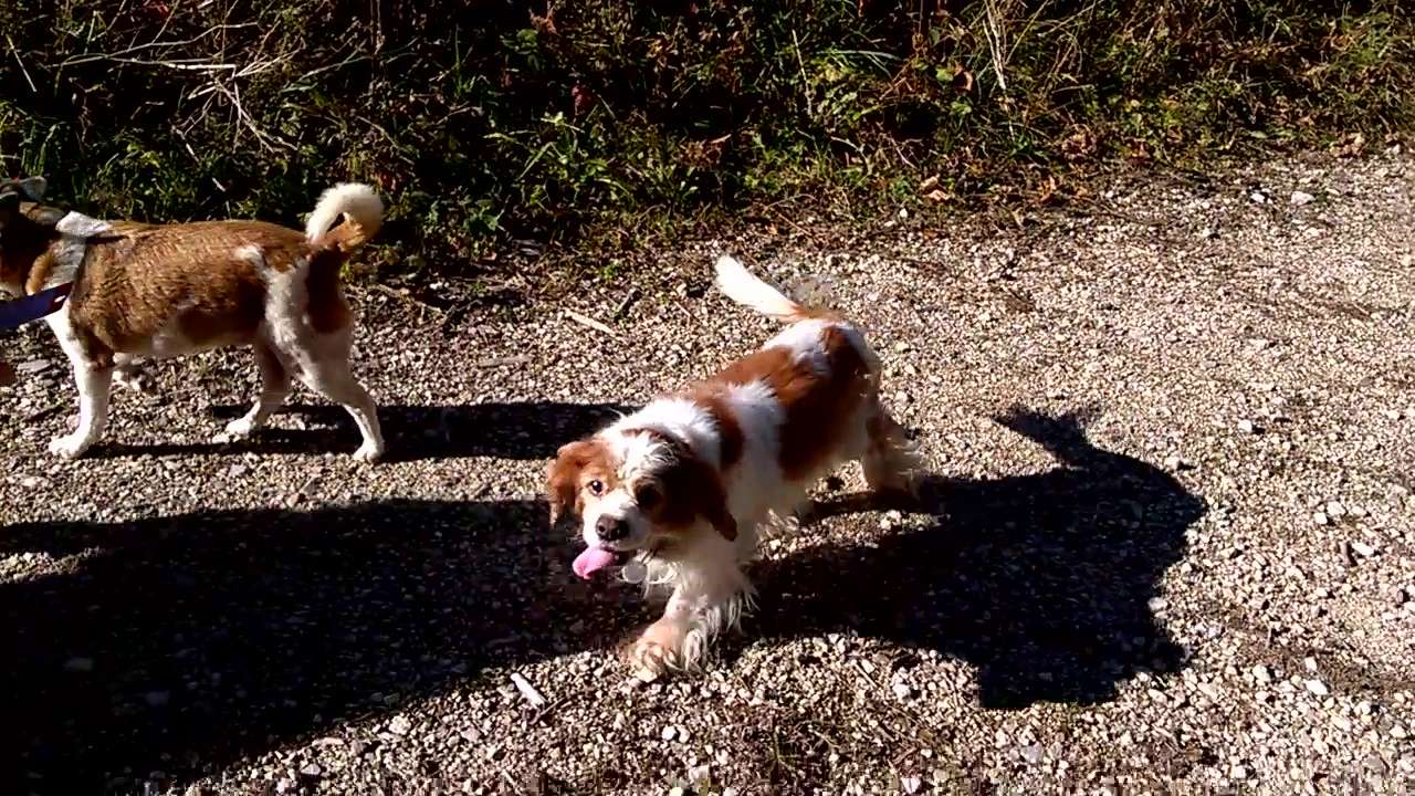 PROSPER - cavalier king charles 10 ans - Asso Rosalie Provence (83)... ADOPTÉ par Françoise (filleul de frimousse) - Page 3 Wp_20110