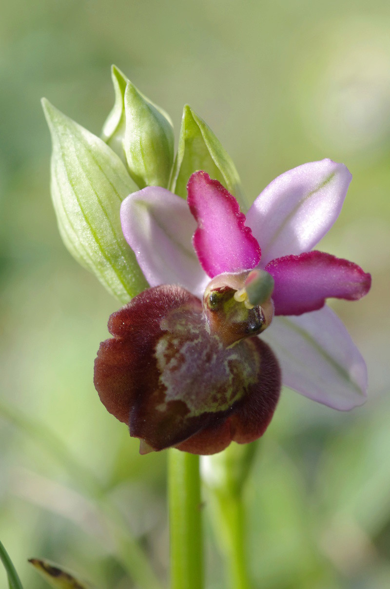 ophrys aveyronensis et vitorica Ophrys13