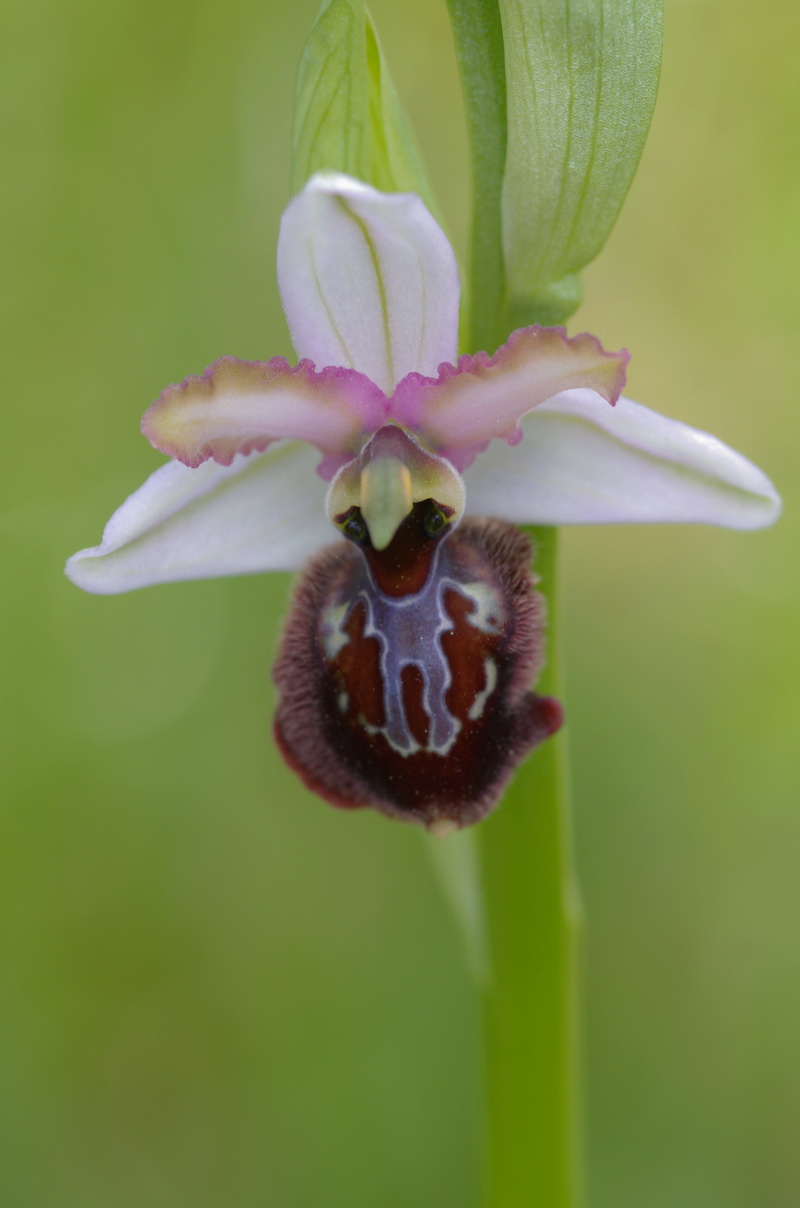 ophrys aveyronensis et vitorica Ophrys20