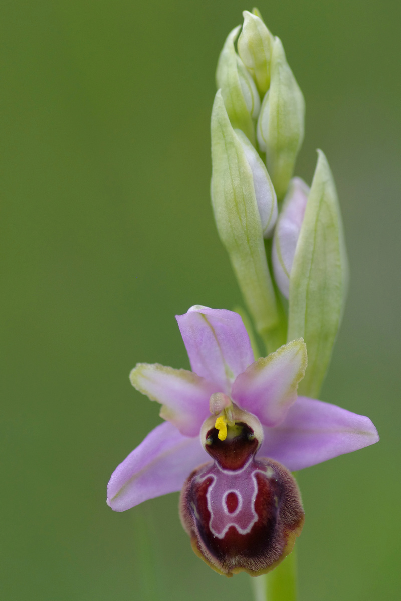 ophrys aveyronensis et vitorica Ophrys29