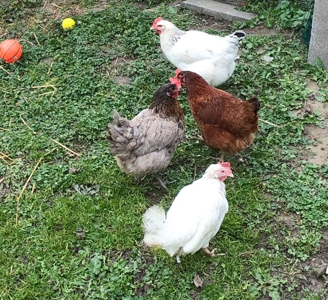 Bonjour à tous Poules10