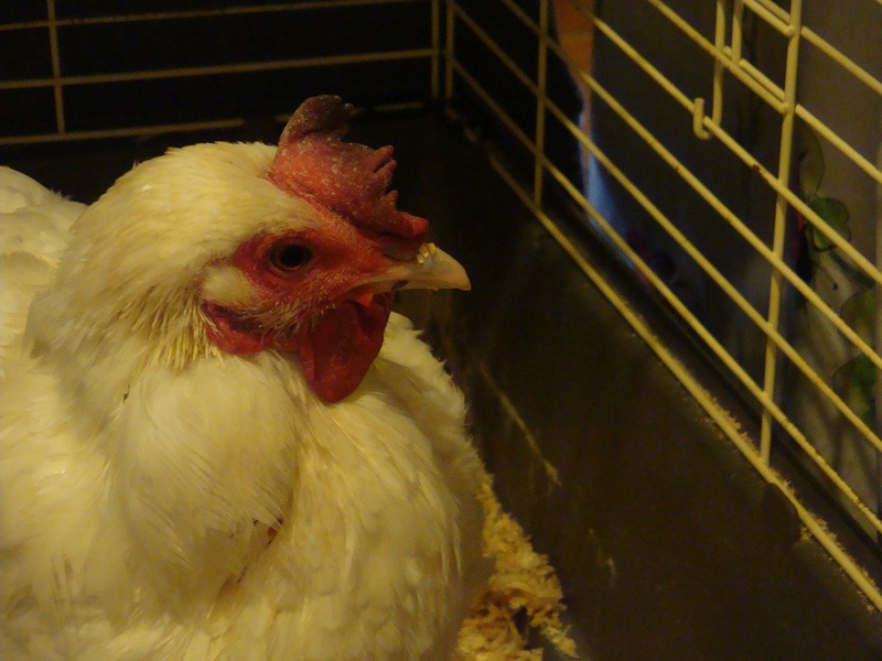 Pourquoi Ma Poule A La Crete Qui Tombe Crête qui devient sombre