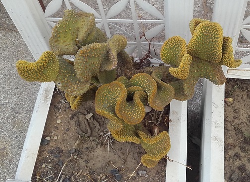 Opuntia microdasys var. undulata 20171117