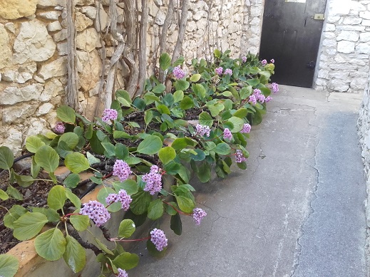 Bergenia - le genre - Page 2 20180210