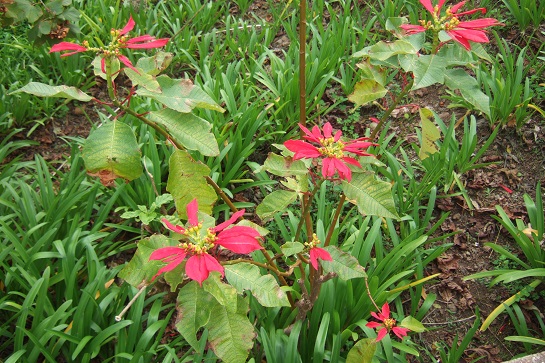 Euphorbia pulcherrima (= Poinsettia pulcherrima) - étoile de noël - Page 2 Dscf0815