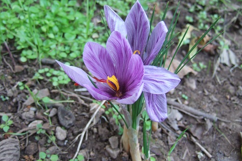 Crocus sativus - culture du vrai safran  - Page 3 Dscf2819