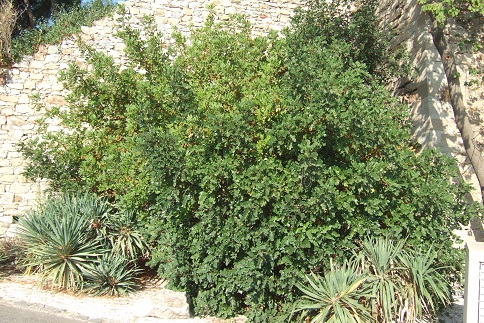 Ceratonia siliqua - caroubier Dscf2827
