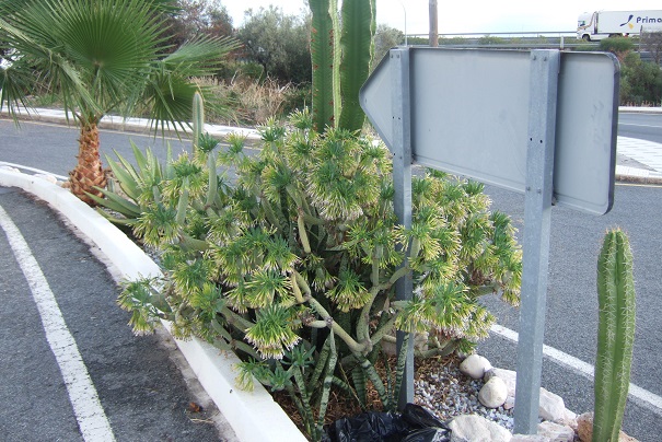 Kleinia neriifolia (= Senecio kleinia) Dscf3212