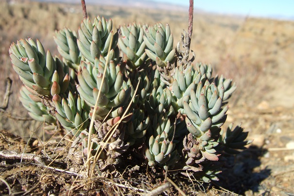 Petrosedum sediforme (ex Sedum) - orpin de Nice - Page 2 Dscf3717