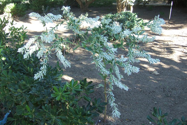 Euphorbia marginata - euphorbe panachée Dscf4117