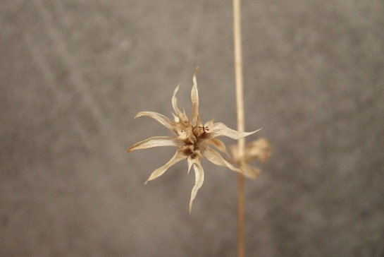 Rosa banksiae, Sherardia arvensis, Ptilostemon hispanica [Devinette] Dscf4217