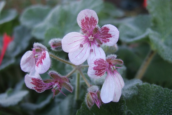 erodium pelargonifolium - Erodium pelargoniflorum ≠ Erodium trifolium - discussion Dscf4441