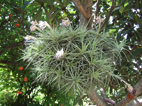 Tillandsia bergeri - Page 4 Dscf9710