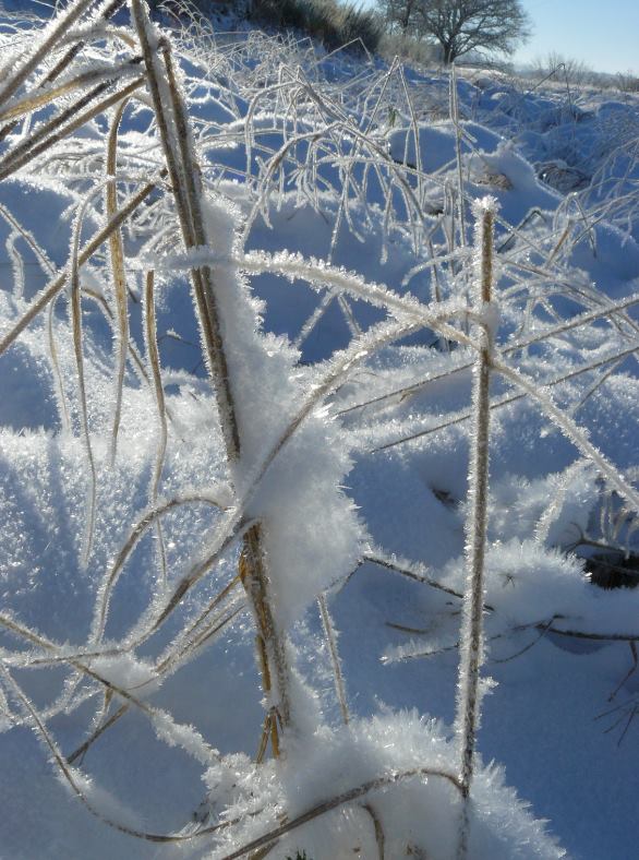 Concours "l'hiver des fous jardiniers" - les votes Ok1010