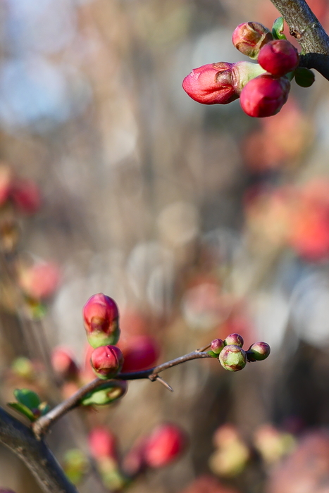 Photo du Jour 16/03/2018  P1040810